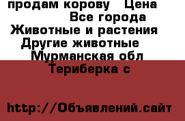 продам корову › Цена ­ 70 000 - Все города Животные и растения » Другие животные   . Мурманская обл.,Териберка с.